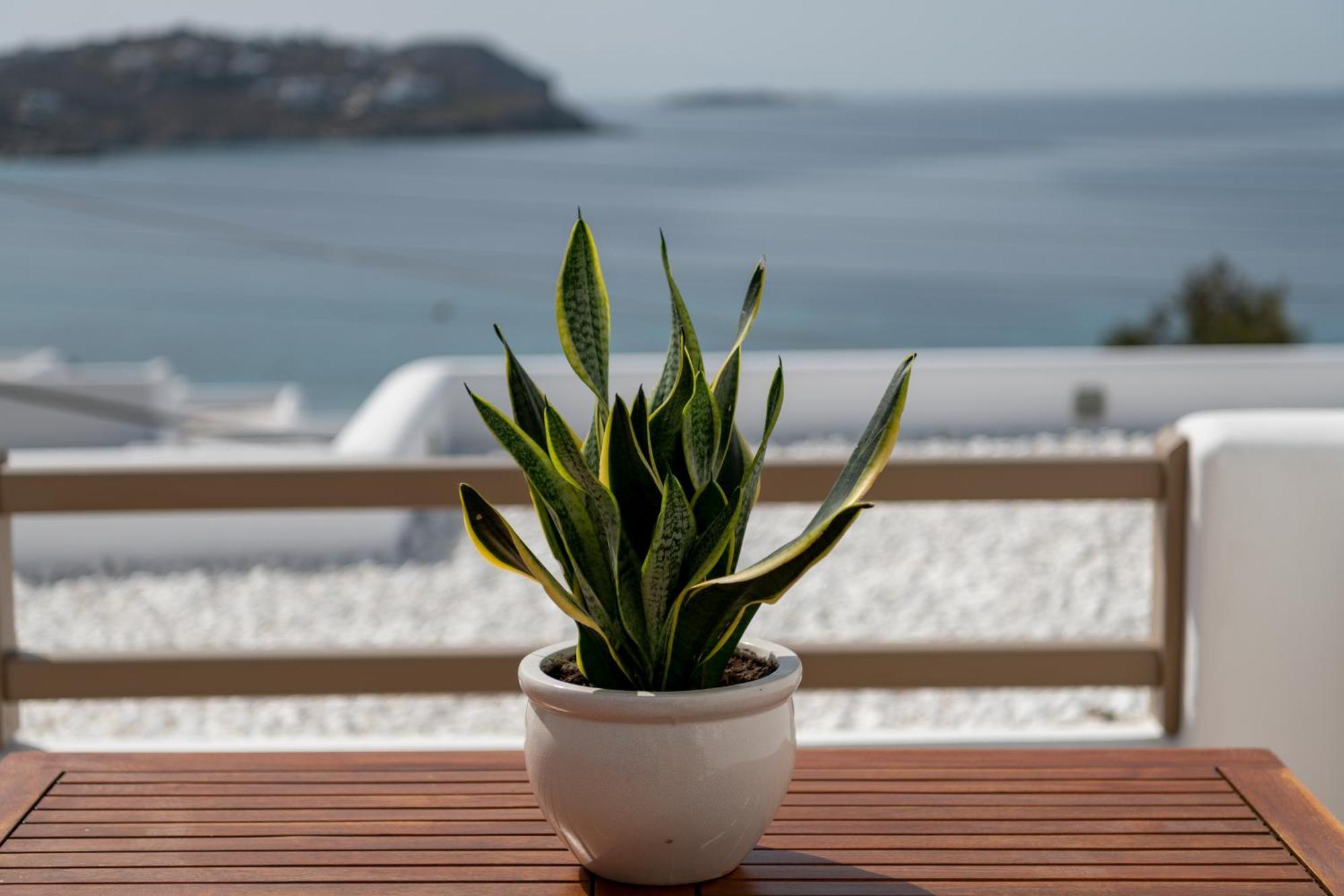 Junior Suite Sea View