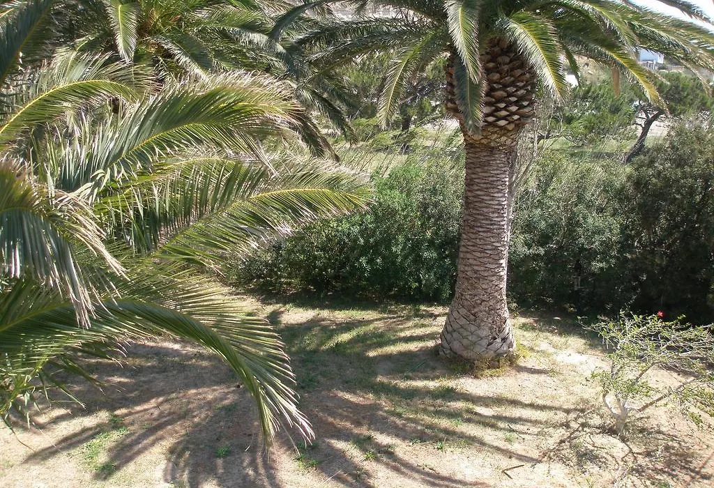 Avra Palm-1