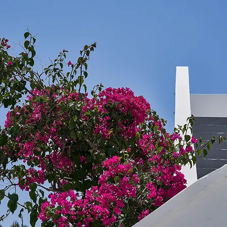 Petri Suites-3