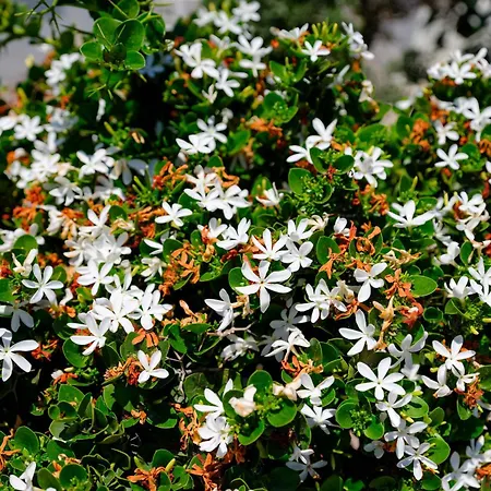 Smaragdi-3
